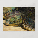Suche nach sea turtle poster Honu