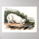 Suche nach john james audubon poster Tier