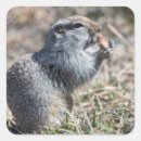 Suche nach gopher aufkleber Natur