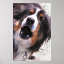 Suche nach collien poster Border collie