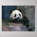 Suche nach cute panda poster Wildlife