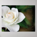 Suche nach rosenplakat Rosa