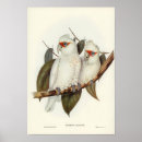 Suche nach parkett poster Papageien