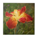 Suche nach louisiana fliesen Blume