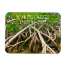 Suche nach mangrove magnete Nationalpark everglades