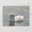 Suche nach weiße enten postkarten Foto