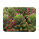 Suche nach wüste magnete Pflanze