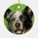 Suche nach australische ornamente Viehhund