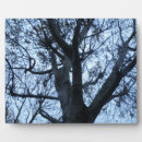 Suche nach baum fotoplatten Silhouette