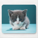 Suche nach kätzchen mousepads Haustiere