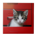 Suche nach hauskatzen fliesen Haustiere