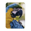 Suche nach parrot magnete Ara