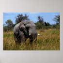 Suche nach grasland poster Elefant