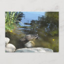 Suche nach waschbär postkarten Tiere