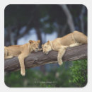 Suche nach kenia aufkleber Tierwelt