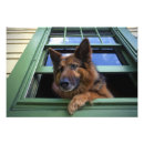 Suche nach wachhund poster Kaninchen