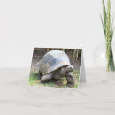 Suche nach schildkröte kleine grußkarten Anmerkung