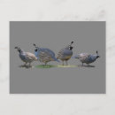 Suche nach wachteln postkarten Vögel