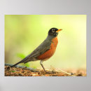 Suche nach rotkehlchen poster Foto