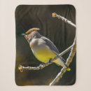 Suche nach fotografie decken Vogelvogel