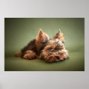 Suche nach yorkie kunst poster Hunde