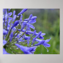 Suche nach agapanthus poster Natur
