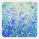 Suche nach kornblumen aufkleber Wildblumen