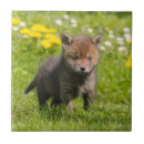 Suche nach animal fliesen Niedlich