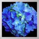 Suche nach blaue hydrangeas poster Blumen