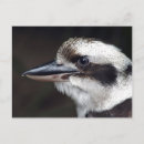 Suche nach australischer vogel postkarten Kookaburra