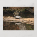 Suche nach schildkröte postkarten Sonnig