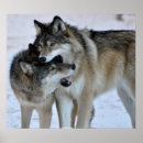 Suche nach grauer wolf poster Tiere