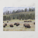 Suche nach bison postkarten Weiden