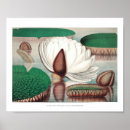 Suche nach wasserlilien poster See