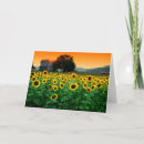 Suche nach sonnenblume karten Orange