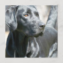 Suche nach schwarzer labrador einladungen Retriever