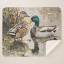 Suche nach niedliche enten decken Mallard