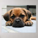 Suche nach entzückend poster Mops