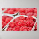 Suche nach himbeeren poster Frische