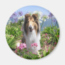 Suche nach für collies magnete Tiere