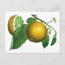 Suche nach lemon postkarten Botanisch