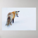 Suche nach fuchs schnee poster Rotfuchs