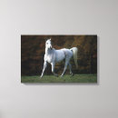 Suche nach arabisch leinwandbilder Pferd