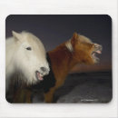 Suche nach isländisches pferd mousepads Pferde