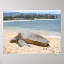 Suche nach meeresschildkröten hawaii poster Strand