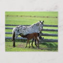 Suche nach appaloosa postkarten Haustier