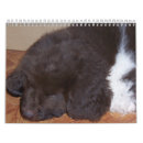 Suche nach das landseer Newf