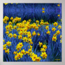Suche nach heiliges david poster Daffodien
