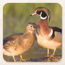 Suche nach baumstamm untersetzer Vogel