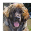 Suche nach felle fliesen Neugier